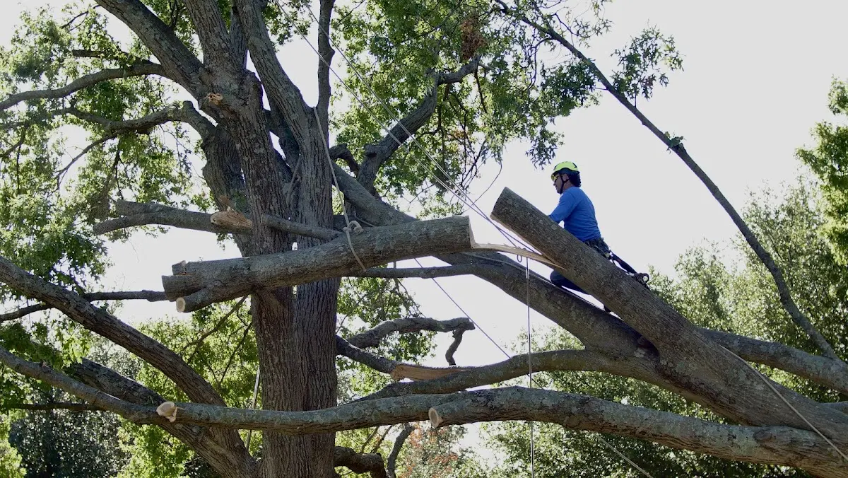 Professional Crown Thinning performed by certified arborists in Tyngsboro