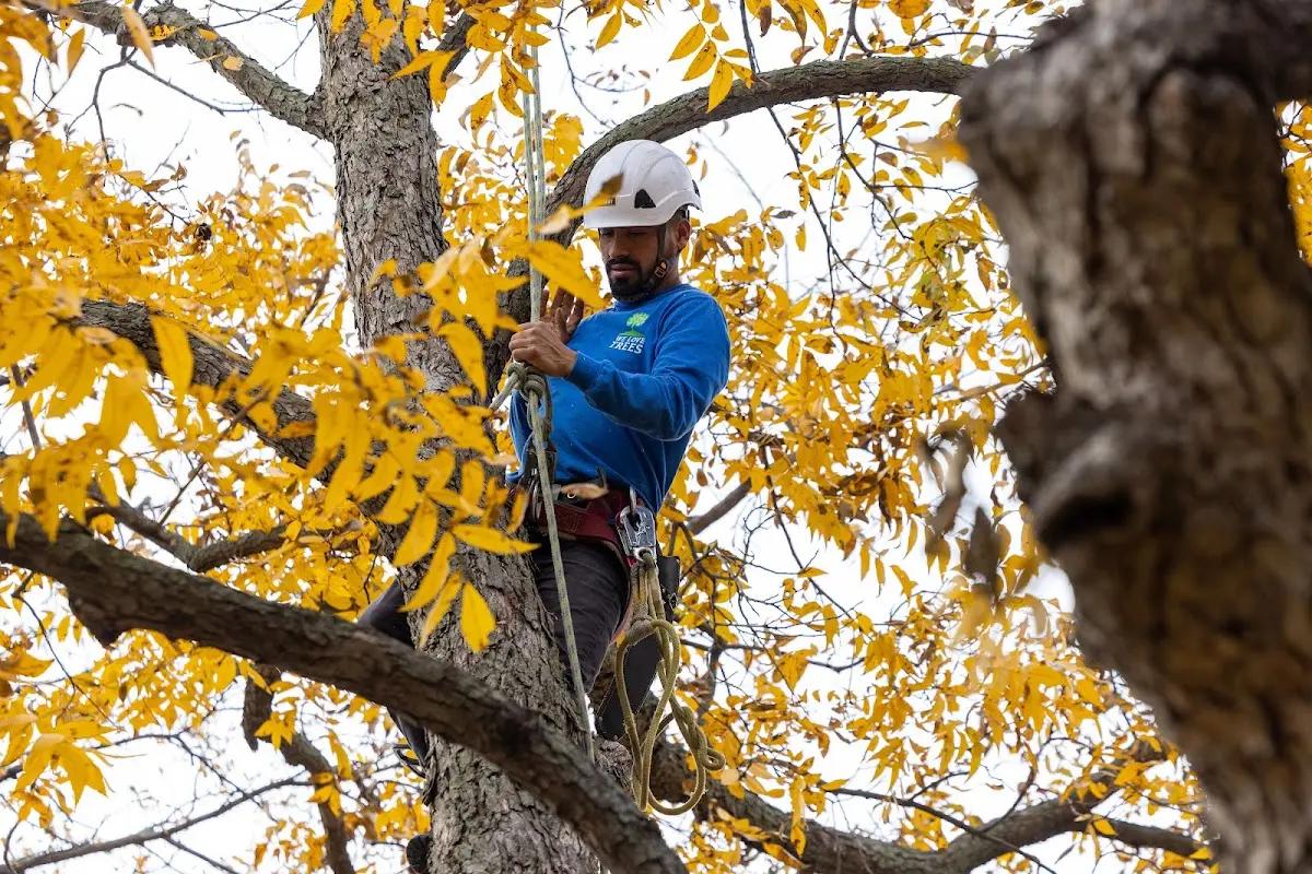 Skilled Tree Planing crew working in Tyngsboro