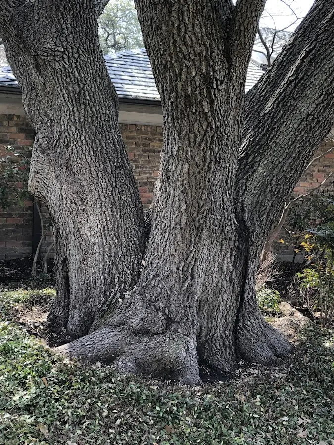 Mature heritage tree close to a Tyngsboro property cared for by certified arborists